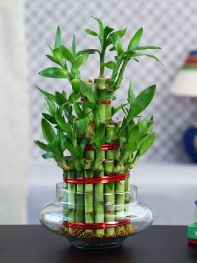 লাকি বাম্বু দ্রুত লম্বা করার সহজ টিপস