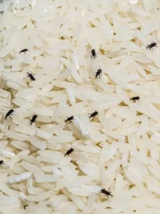 চালের ড্রামে একটাও পোকা থাকবে না, মানতে হবে এই ট্রিকস