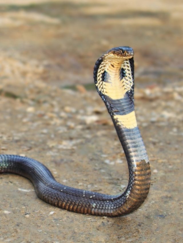 আশপাশে এই ৬ গাছ থাকলে বাড়িতে সাপ ঢুকবেই, না জানলে মরবেন