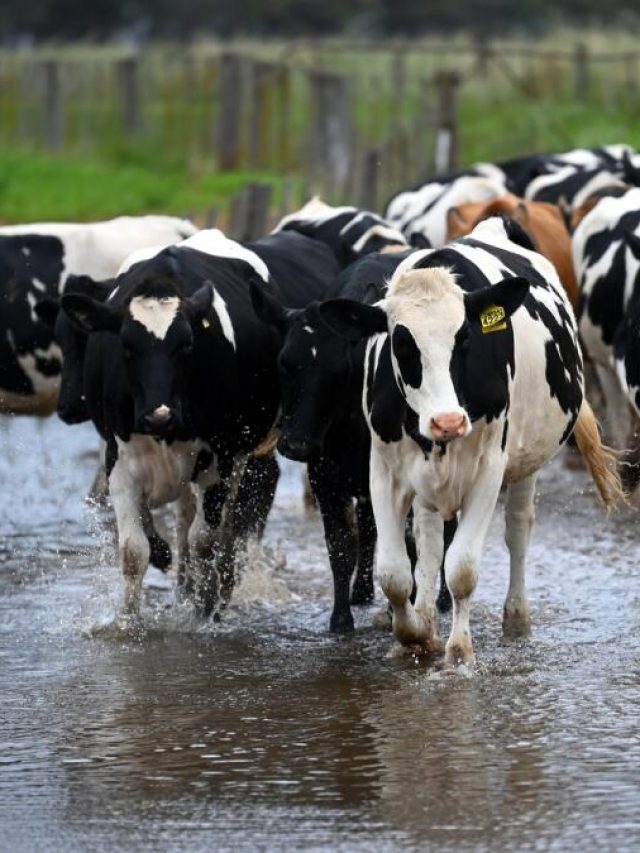 बारिश में पशुओं की ऐसे करें देखभाल, नहीं होंगे बीमार