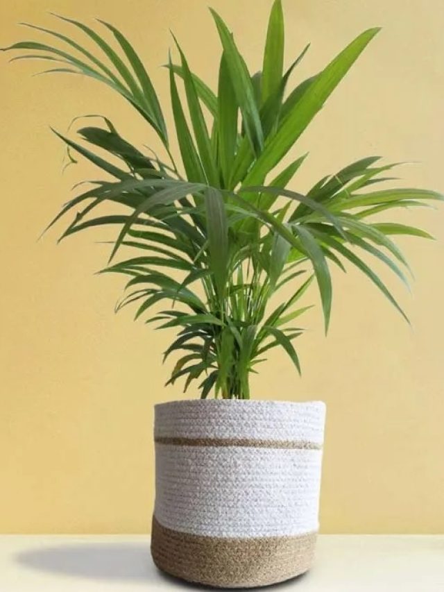 एरिका पाम घर की हवा को रखता है शुद्ध! जानें लगाने का सही तरीका