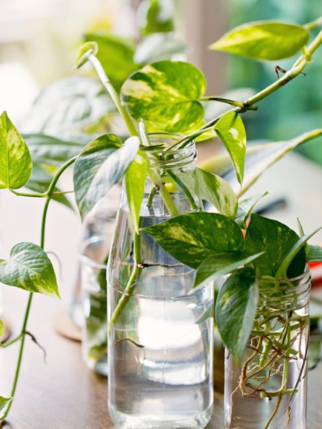 এটাই মানি প্ল্যান্ট লাগানোর  সবচেয়ে শুভ দিন, টাকায় ভরে উঠবেন