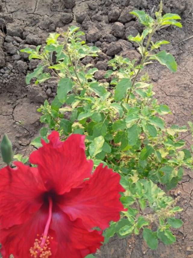 তুলসী গাছে লাল ফুল নিবেদন করলে কী হয়? ফল অবিশ্বাস্য