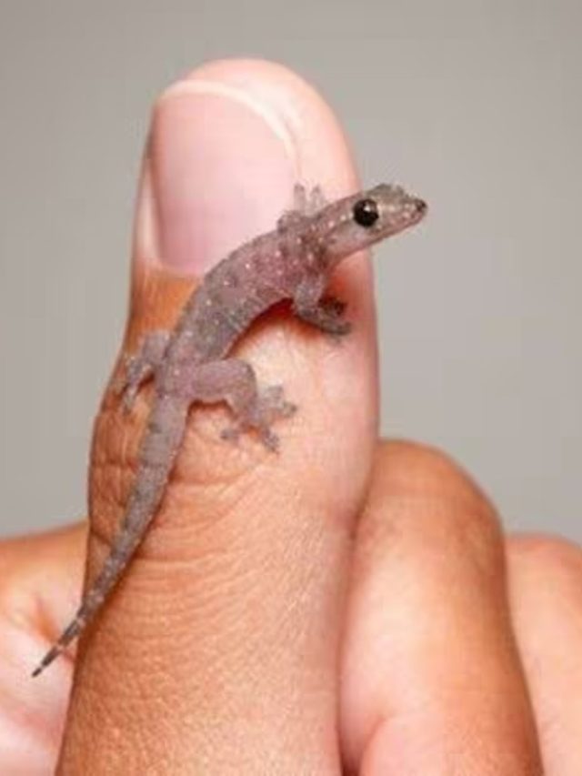 টিকটিকি কামড়ালে কী হয়?  না জানলে জানুন এখনই