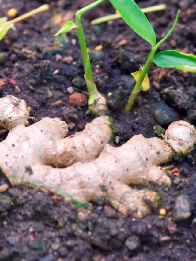 ছাদে বস্তায় কিলো কিলো 'আদা চাষ', আর কিনতে হবে না; পদ্ধতি