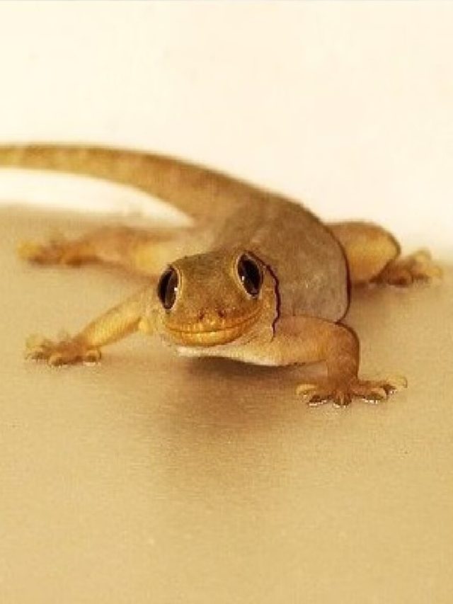 রাতারাতি ঘর ছেড়ে পালাবে টিকটিকি,  ৫ টোটকা কাজে লাগবেই