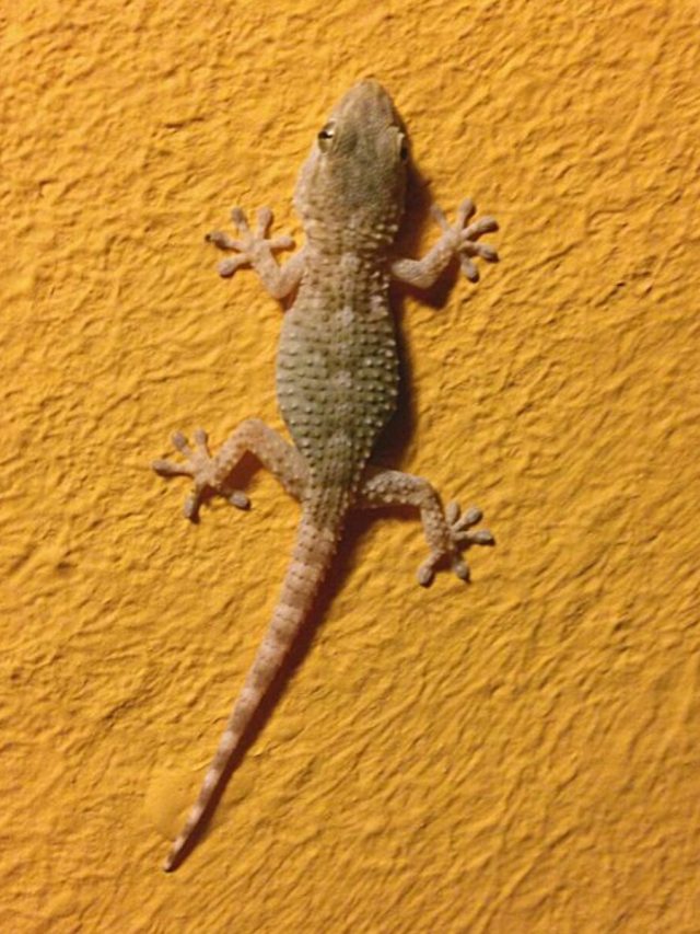 স্বপ্নে টিকটিকি দেখা ঘটতে চলা এই ঘটনার ইঙ্গিত দেয়, ভাল না খারাপ?