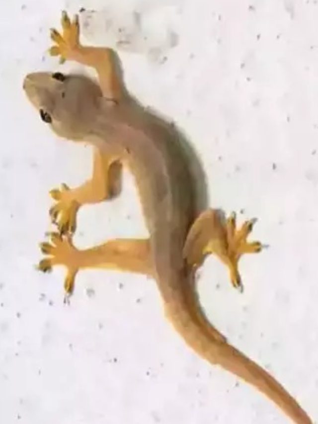 আচমকা পায়ে টিকটিকি পড়েছে? জীবনে ঘটতে চলা এই ঘটনার সংকেত