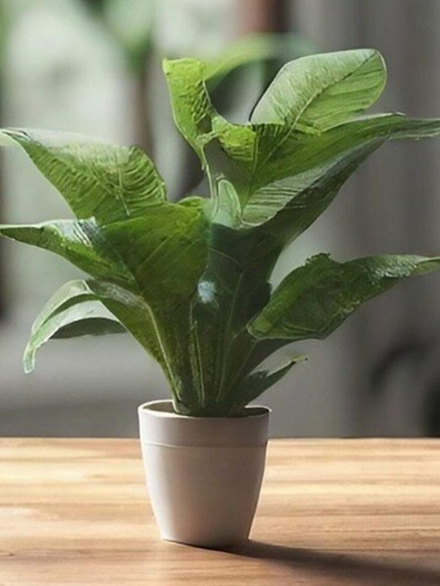 সুখ-সমৃদ্ধি উধাও হবে, বাড়ির এই দিকে গাছ রাখলে কাঙাল হবেন