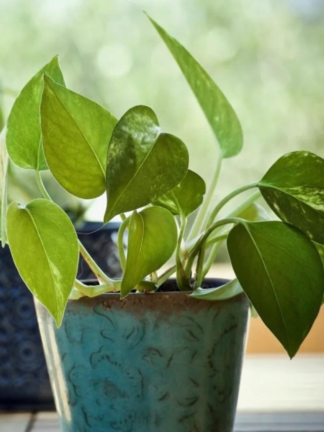 ফতুর করে দেবে, এই মানি প্ল্যান্ট ভুলেও বাড়িতে রাখবেন না