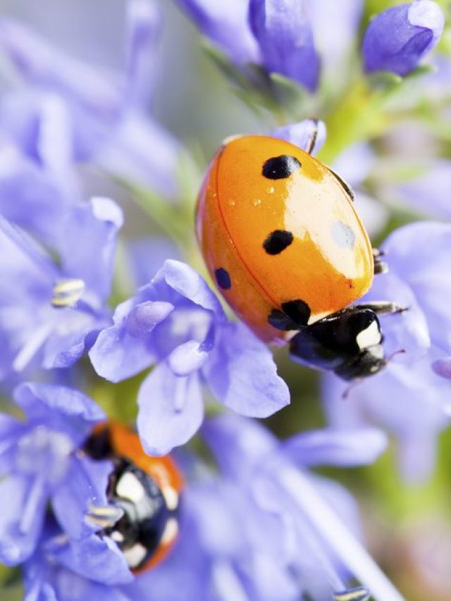 बगीचे से दूर रहेंगे कीट, बिना केमिकल अपनाएं ये नेचुरल टिप्स