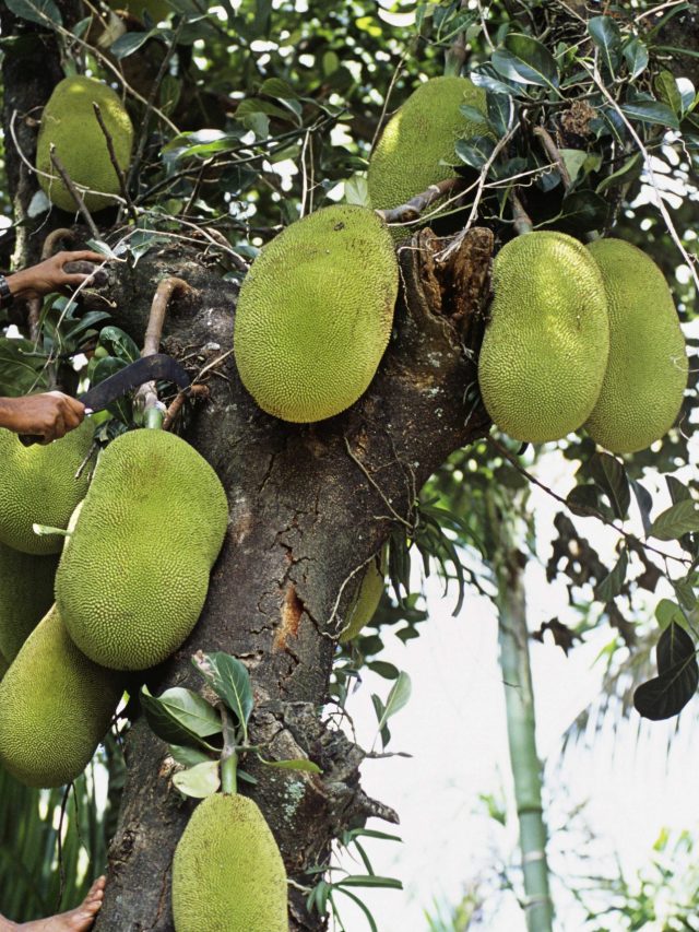 বাড়িতে কাঁঠাল গাছ আছে নাকি? কী হয় জেনে রাখুন