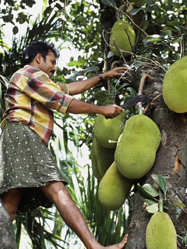 বাড়িতে কাঁঠাল গাছ আছে? কী হয় না জেনে রাখবেন না