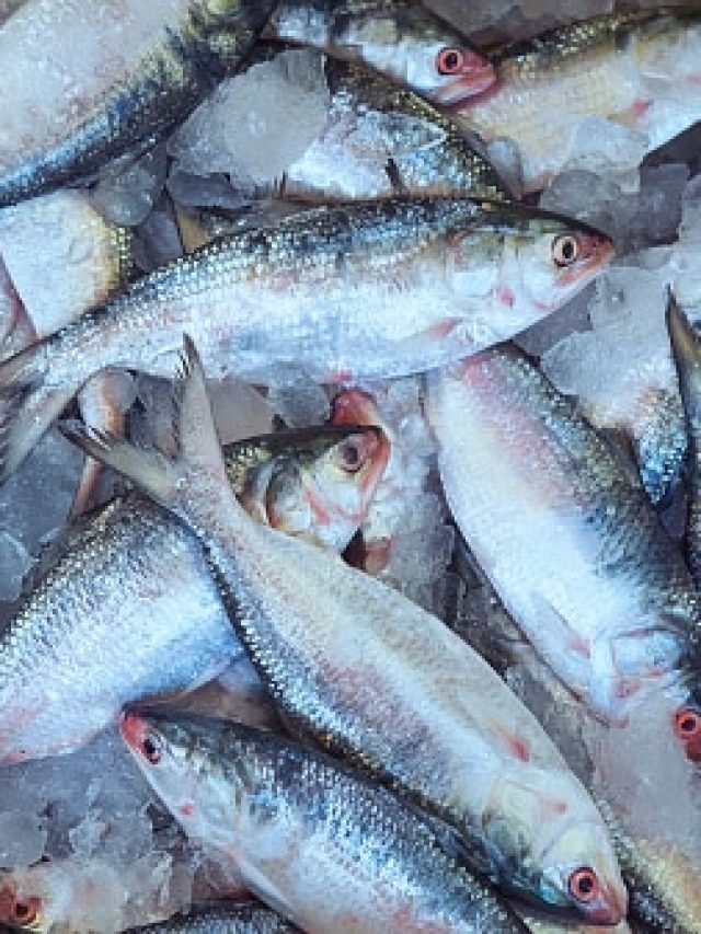 পুজোয় ইলিশ কিনতে এই ৪ বাজারই সেরা,  বিশ্বসেরা 'টেস্ট'