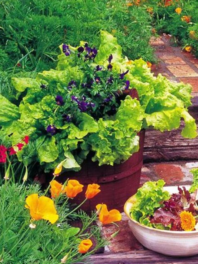 गर्मियों में अपने किचन गार्डन को सूखने से ऐसे बचाएं...