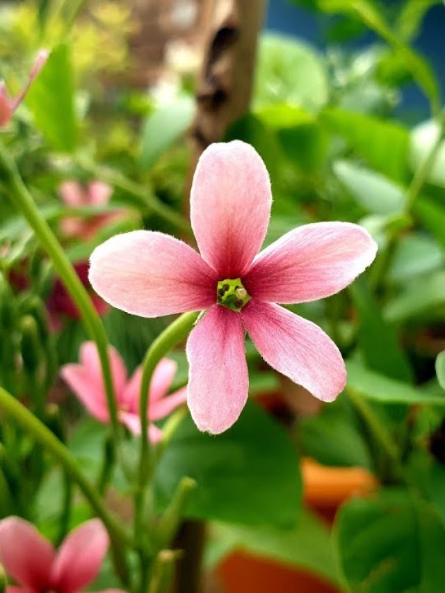 घर में लगाएं मधुमालती का पौधा, इसके फूलों से खूबसूरत दिखेगी बालकनी