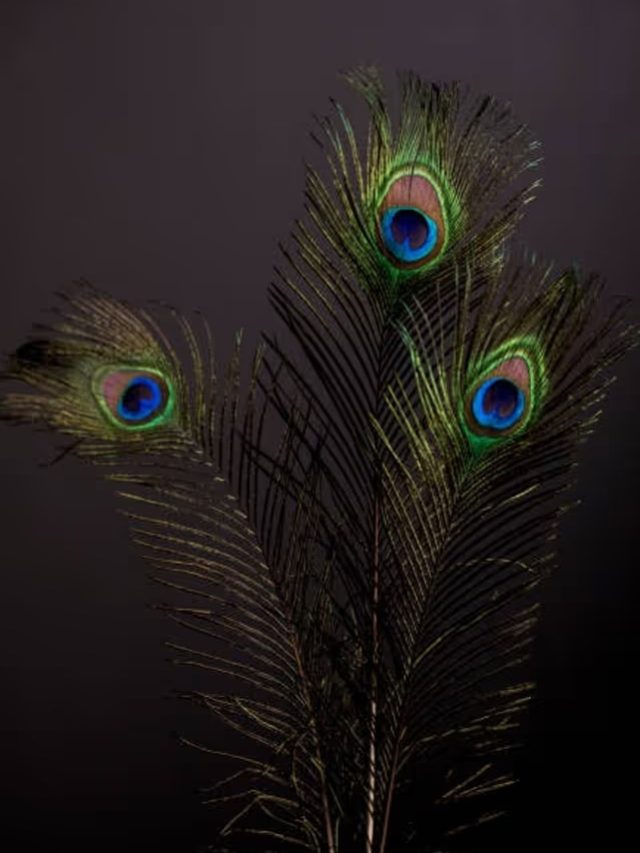 বাড়ির এই জায়গায় রাখুন ময়ূরের পালক, ভাগ্য পাল্টে যাবে