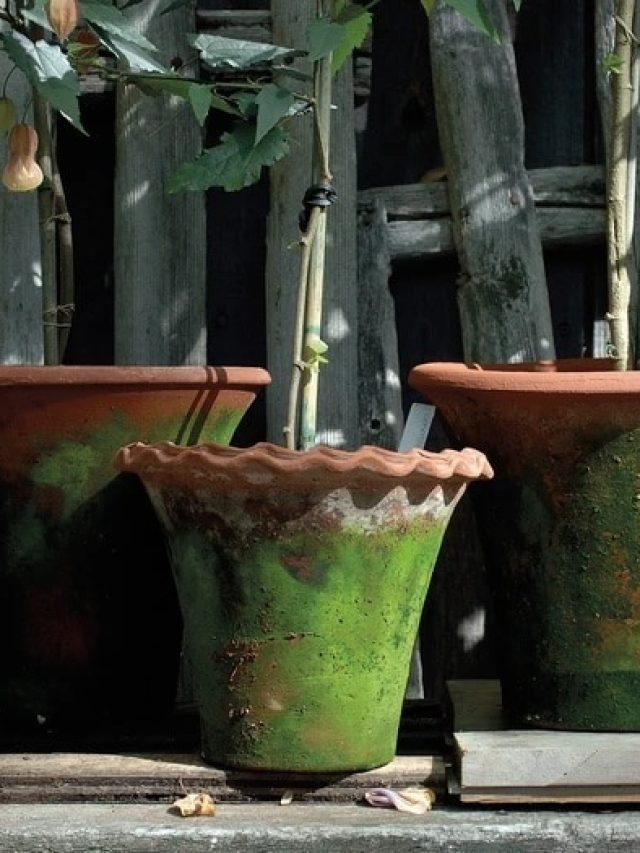 पुराने गमलों में लगे काई को इस आसान ट्रिक से दोबारा नया-सा बनाएं