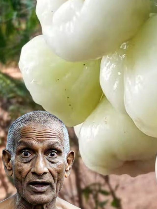 জামরুলকে ইংরাজিতে কী বলে? অনেক শিক্ষিতও জানেন না