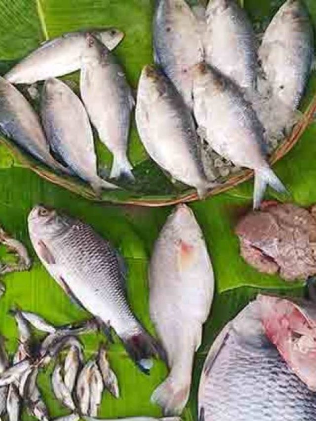 এই মাছ খেলে বয়স যাবে থমকে, জেনে নিন খাওয়ার নিয়মটা
