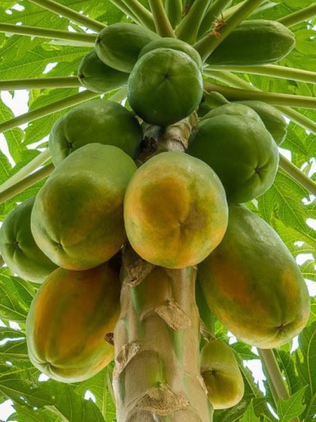 गमले में लगे पपीते के पेड़ में चाहते हैं खूब सारे फल, तो अपनाएं ये टिप्स