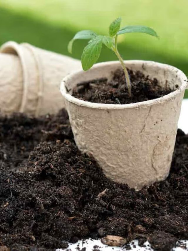 কীভাবে, কতদিন পরে টবের মাটি পাল্টানো উচিত? গার্ডেনিং টিপস