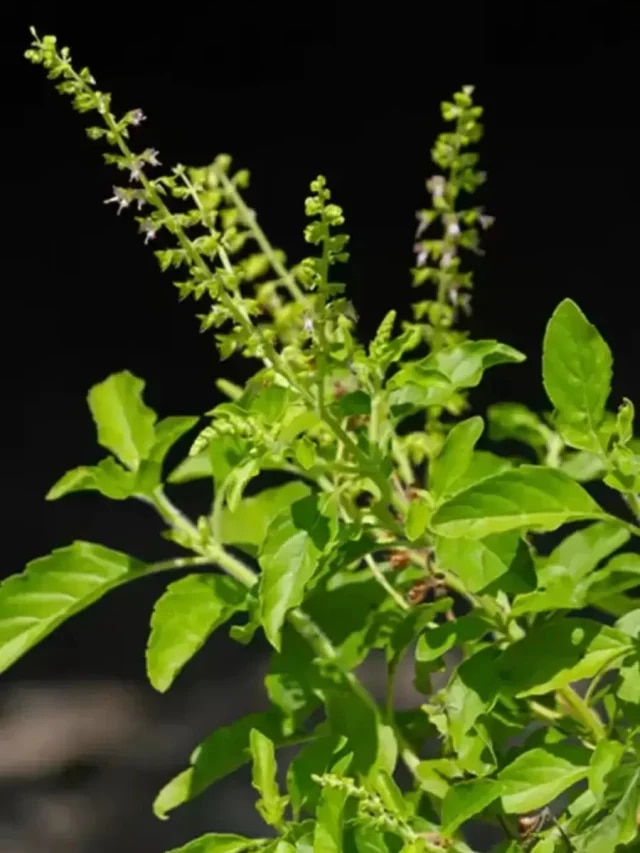 তুলসী গাছে পোকার ঝাঁক? কীসের ইঙ্গিত বুঝুন