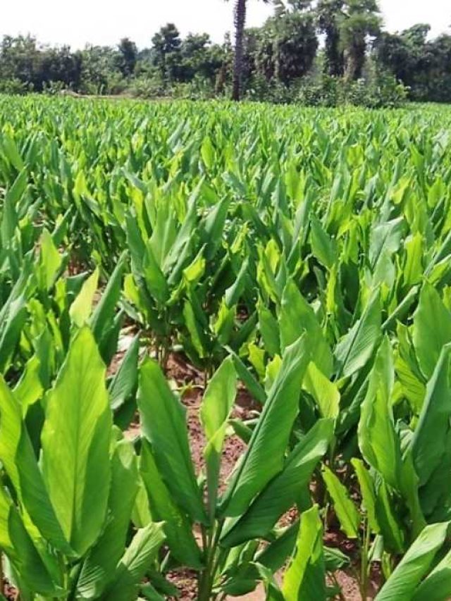 किचन गार्डन में लगाएं हल्दी का पौधा, कभी नहीं पड़ेगी खरीदने की जरूरत