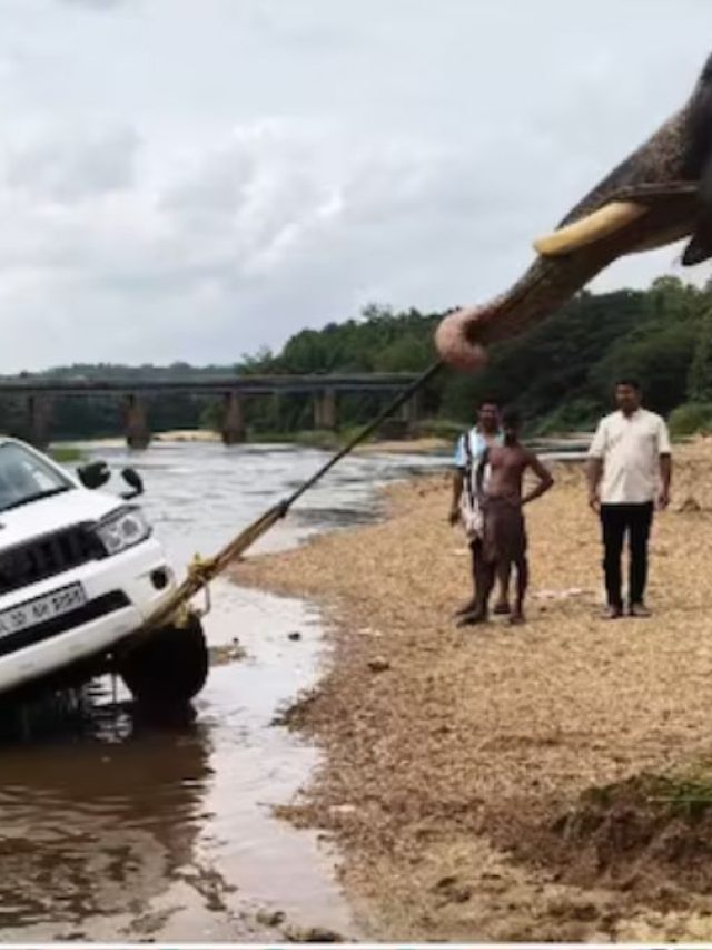 नदी में फंसी SUV को हाथी ने खींचकर निकाला बाहर, वीडियो वायरल