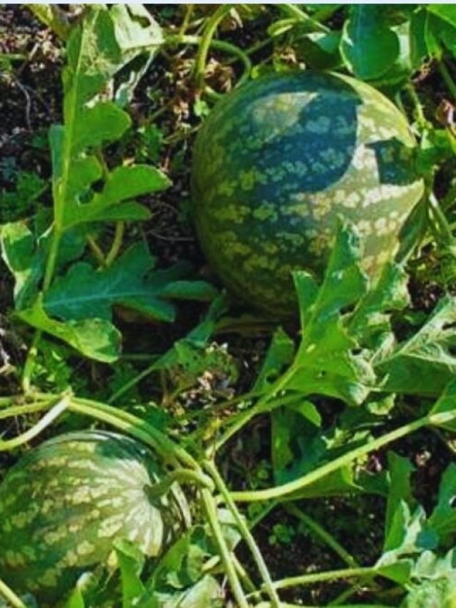 घर पर ऐसे उगाएं रसीले और मीठे तरबूज