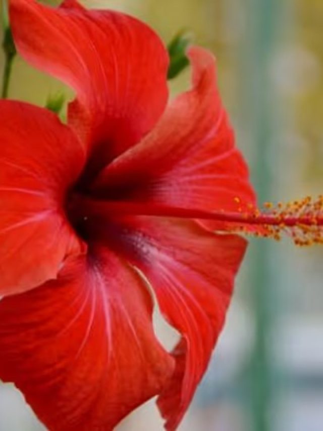 রাতারাতি তরতর করে ফুটবে জবা ফুল, ঘরের টবে দিতে হবে এই খোসা