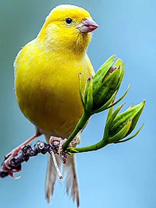 পাখির পায়খানা গায়ে পড়লে কিসের ইঙ্গিত, জানা জরুরি