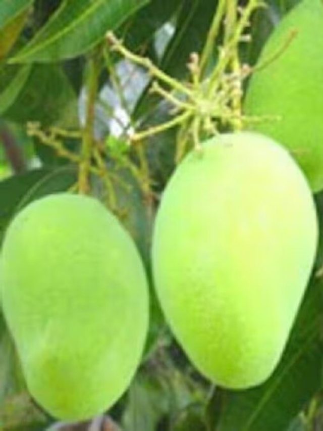 রোজ এভাবে নিয়ম করে খান কাঁচা আম, সারবে এসব রোগ