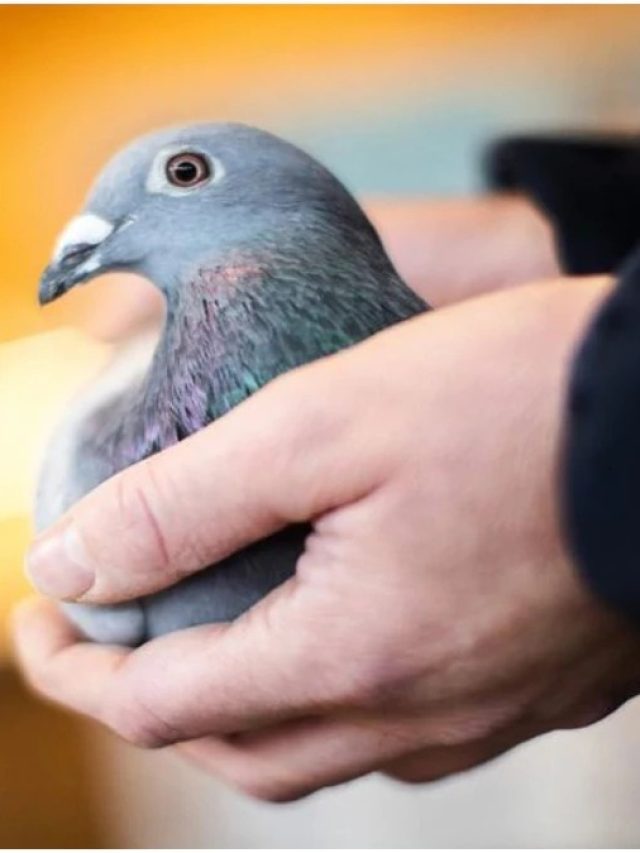 পায়রার পালক ঘরে এভাবে রাখলেই হবে টাকা, গাড়ি, রইল বাস্তুটিপস