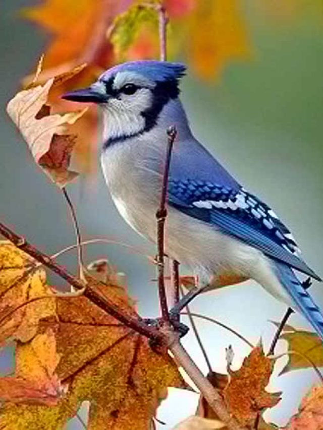 পাখি হঠাৎ ঘরে  এলে কিসের ইঙ্গিত, জানা জরুরি