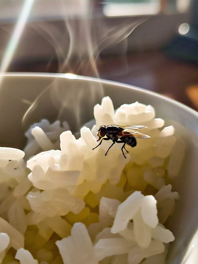 খাবারে হঠাৎ মাছি পড়লে কীসের ইঙ্গিত? জানা দরকার