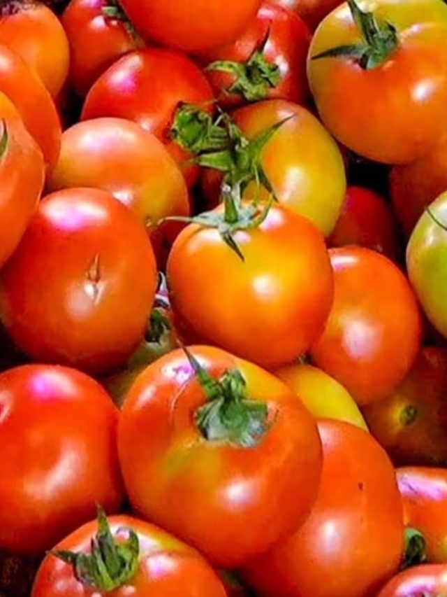 টমেটোর এই অংশ বিষে ভরা, খেলেই ধীরে ধীরে মরবেন