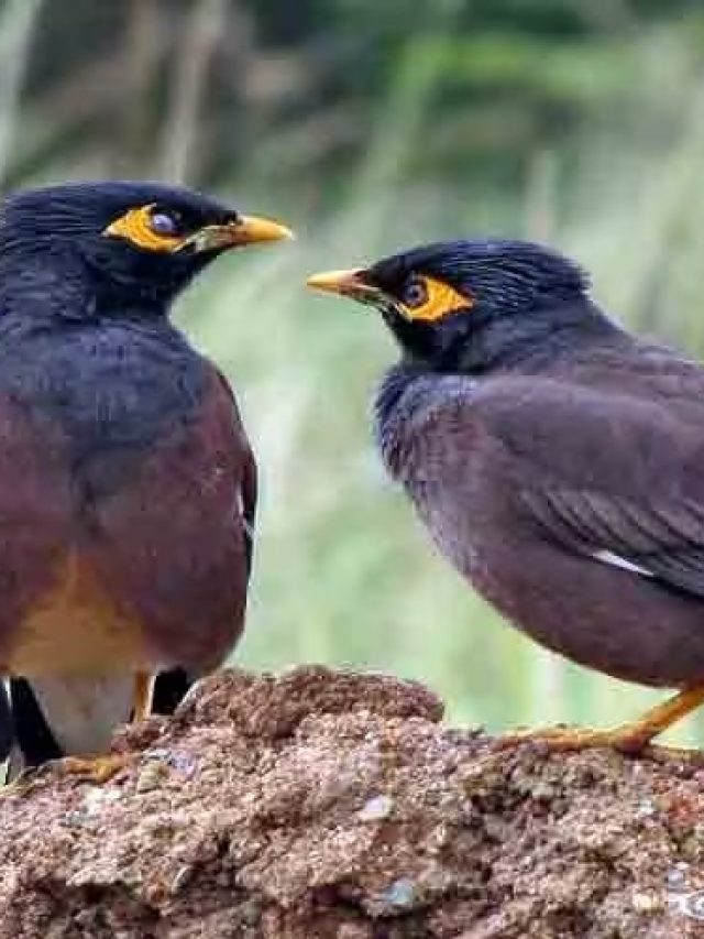 জোড়া শালিক মানে ২টো শালিক নয় কিন্তু, তা হলে কী?  জানা জরুরি