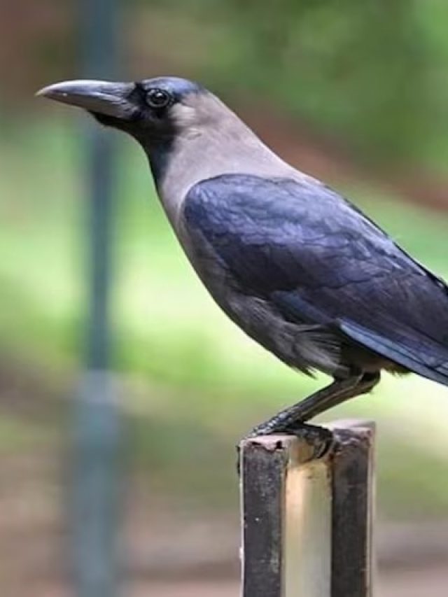 কাক ঘরে এসে কা কা করলে কিসের ইঙ্গিত, জানা জরুরি