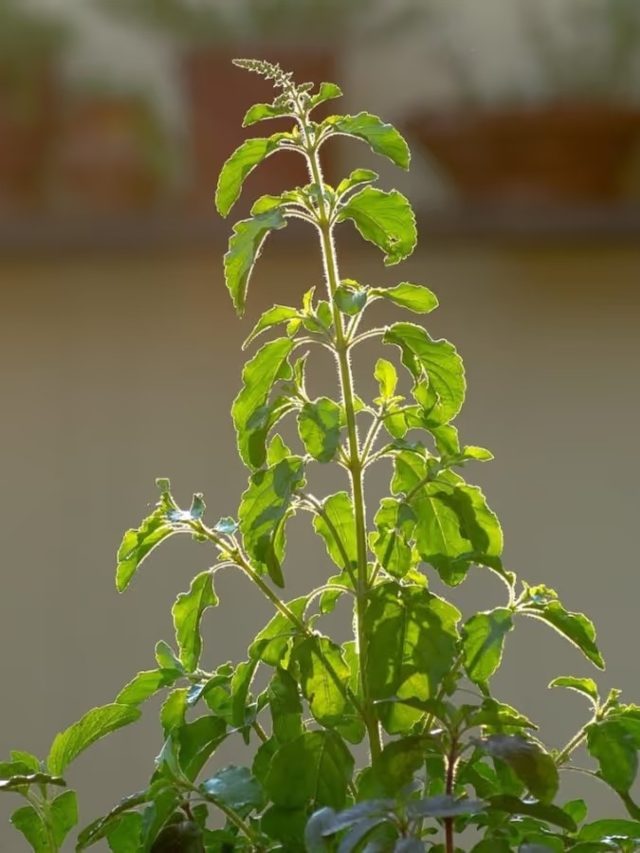 তুলসী গাছ হু হু করে বাড়বে, শুধু রান্নার এই মশলা ফেলুন টবে