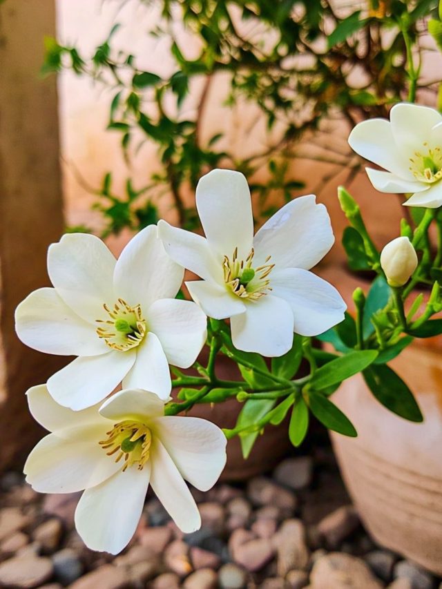 সাদা ফুলের সুগন্ধে ভরবে বাগান; বেল ফুল গাছে দিন এই সার