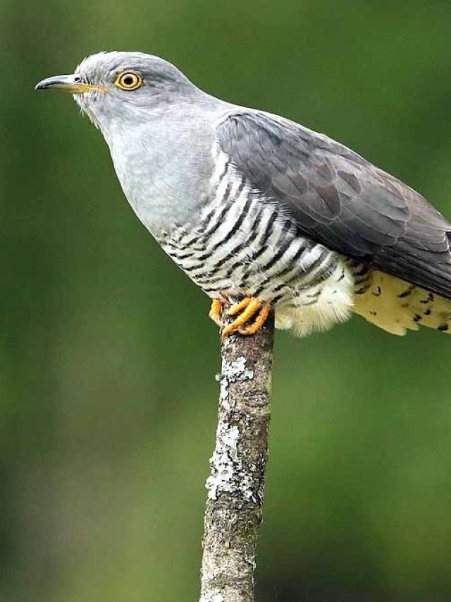 পাখি ঘরে এসে বসলে কিসের লক্ষণ, এসব হয়