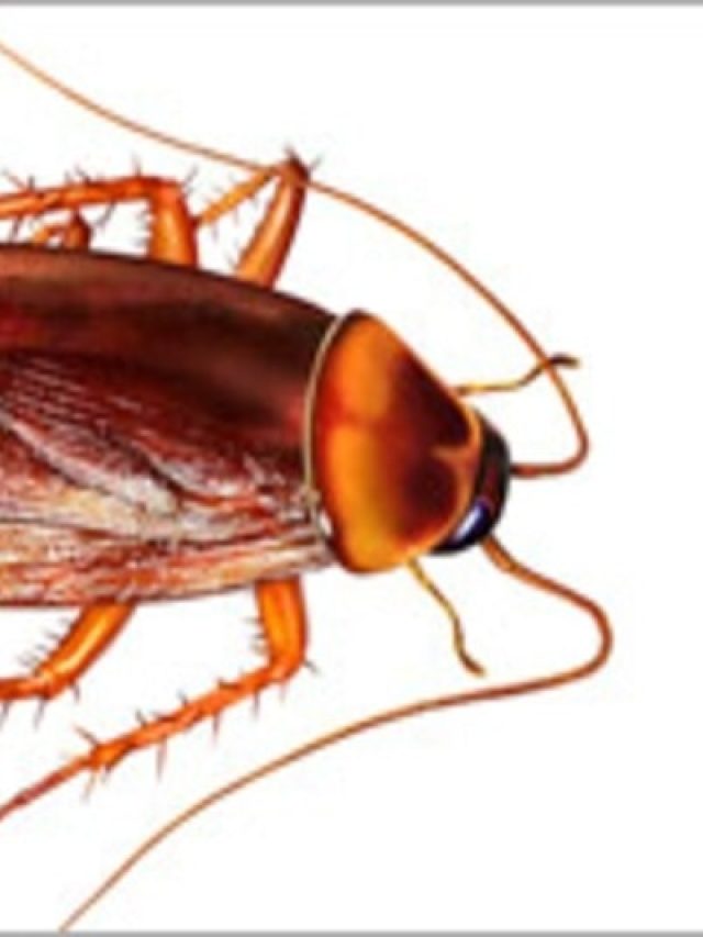 আরশোলা দেখে  মেয়েরা ভয়ে চিৎকার করেন কেন? কারণ জানলে চমকাবেন