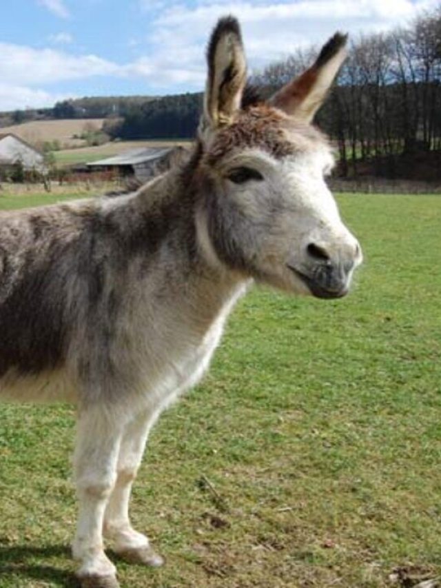 বোকাদের গাধা বলে কেন? রয়েছে এই বিশেষ কারণ