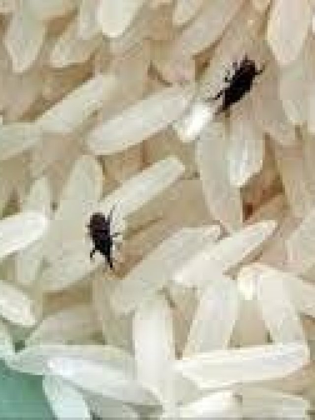 ঘরে কৌটোয় রাখা চালে আর পোকা  হবে না, রইল ট্রিকস