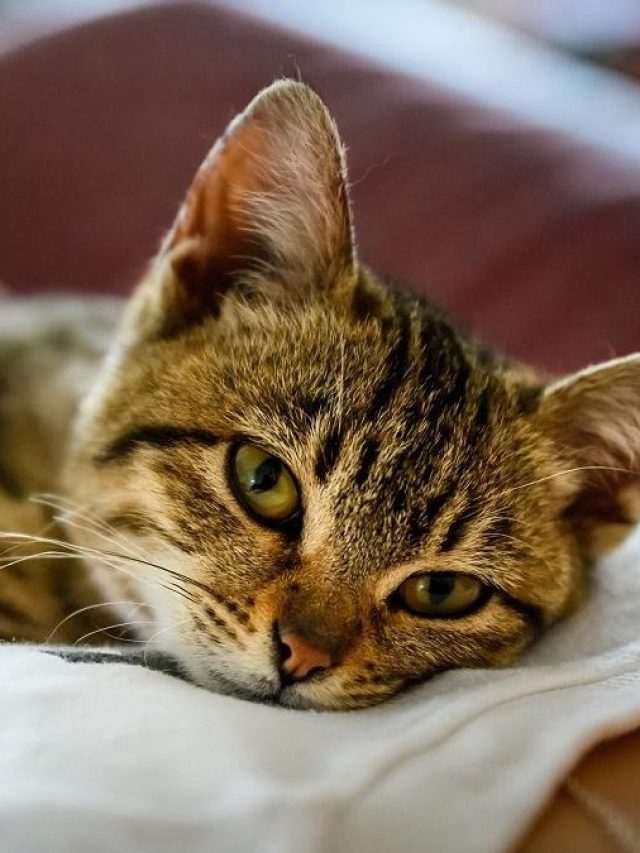 বিড়ালের কান্না কি সত্যিই অশুভ? কিসের ইঙ্গিত