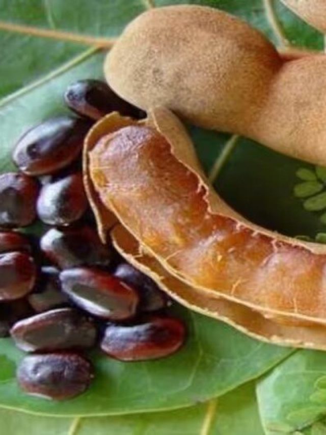 তেঁতুলের বীজ খেলে বিরাট উপকার হয়, জানলে চমকাবেন