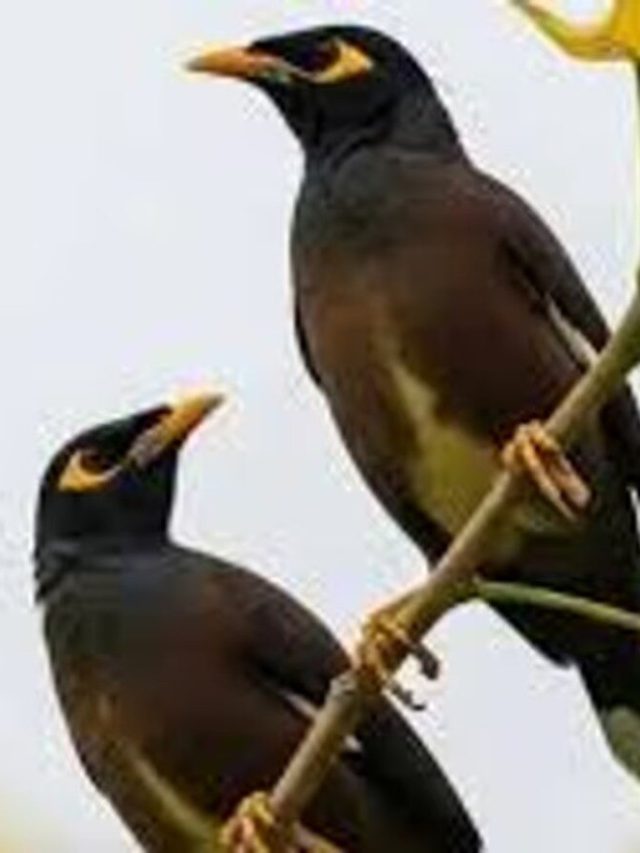 ঘরের জানলায় জোড়া শালিক, কিসের ইঙ্গিত, জানুন