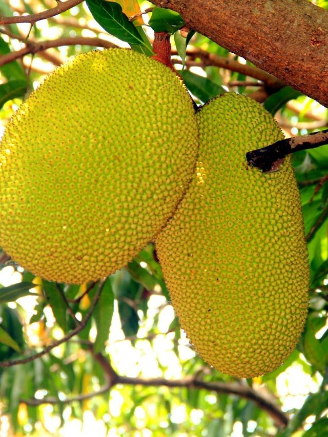 এঁচোড়ে পাকা কথার আসল মানে কী, জানলে চোখ  পাকাবেন