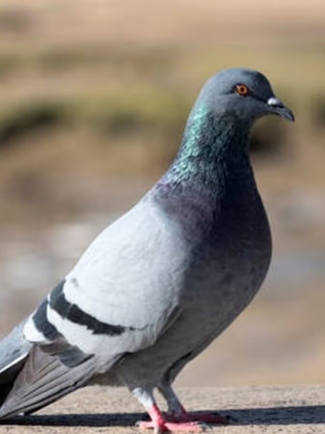 ছাদে পায়রা উড়ে এসে পালক ফেলে যাচ্ছে? কিসের ইঙ্গিত